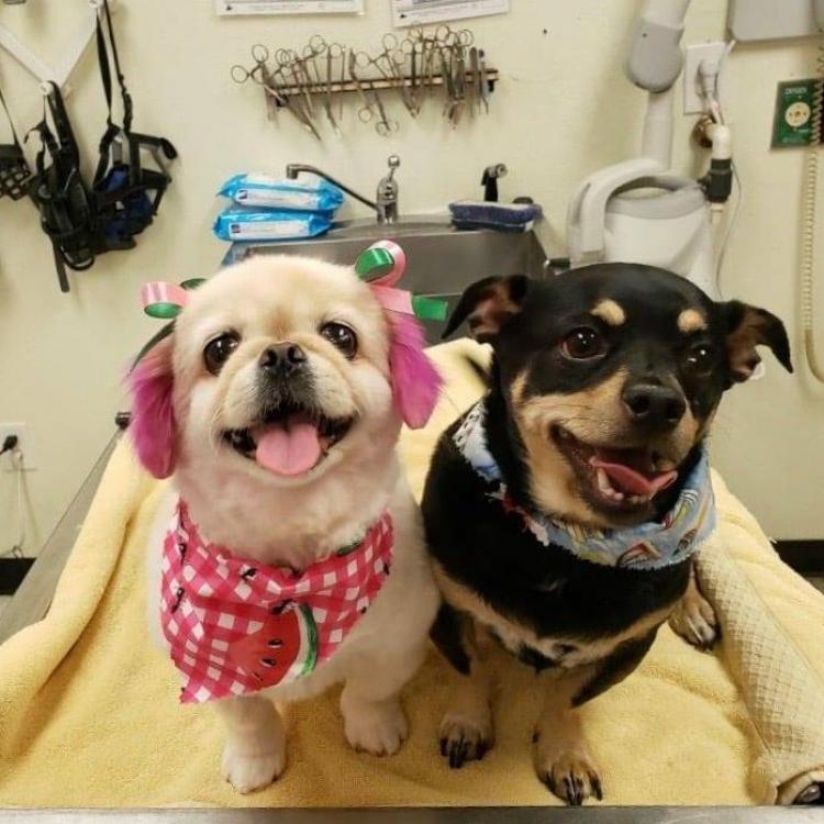 texas paw care watauga