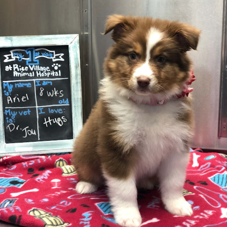 Rice Village Animal Hospital – Houston, TX Rice Village Animal Hospital – Houston, TX