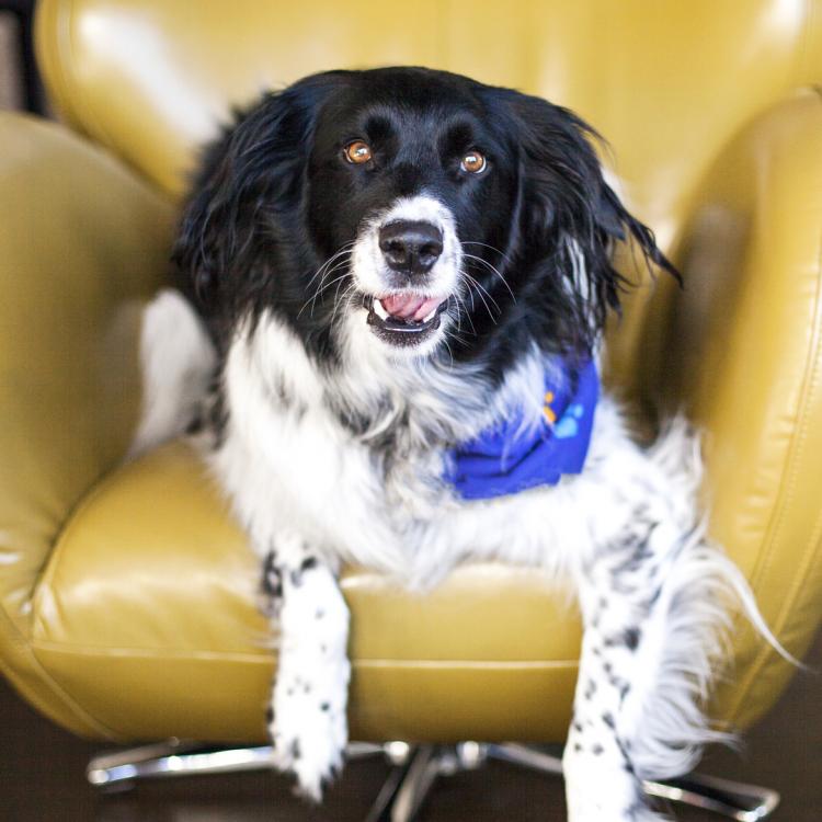 Summit Veterinary Referral Center WA