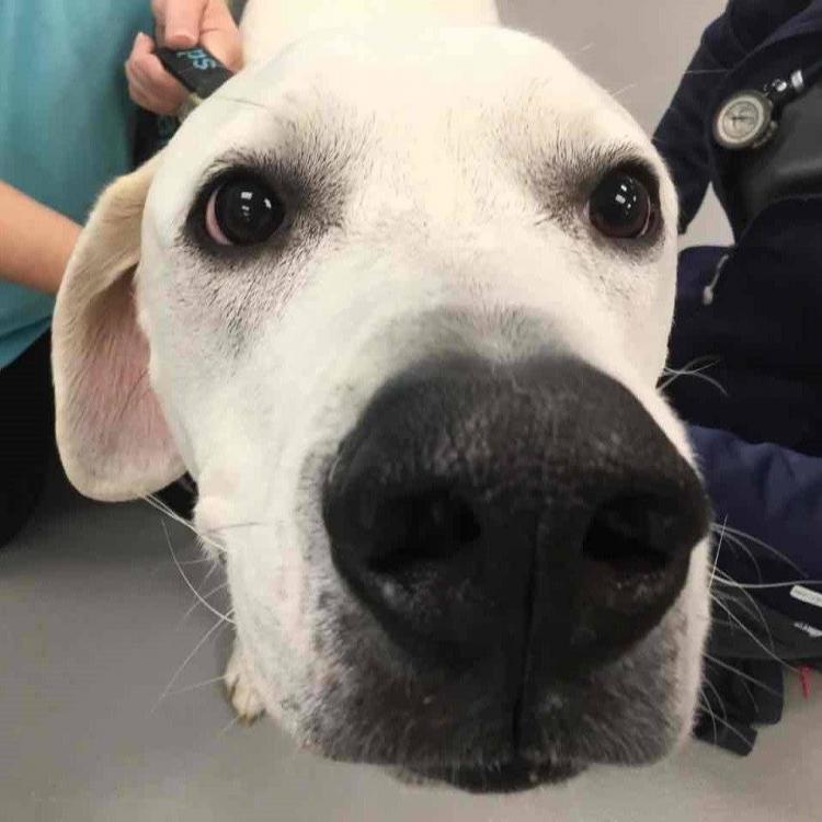 Veterinary Specialty Services West O Fallon, MO