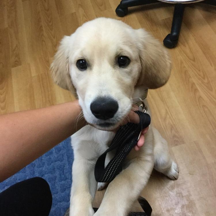 Veterinary Village Lomira, WI