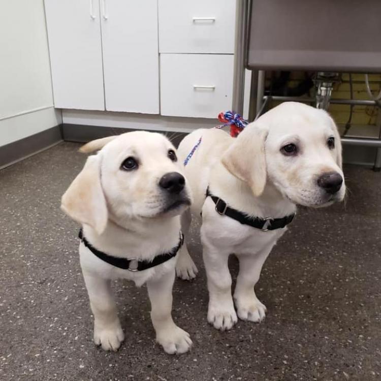 EdmondsWestgate Veterinary Hospital Edmonds, WA