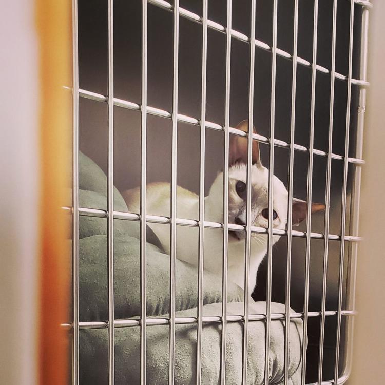 EdmondsWestgate Veterinary Hospital Edmonds, WA