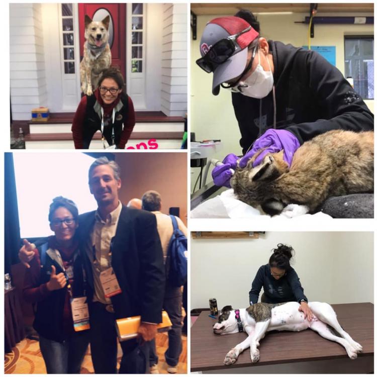 Navajo Nation Veterinary Management Bonito, NM