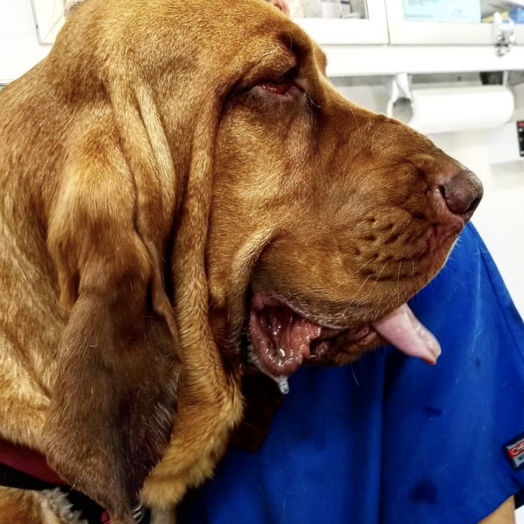 Connecticut Mobile Veterinary Services East Windsor, CT