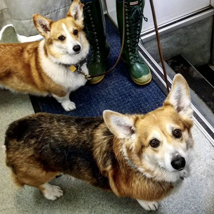 Connecticut Mobile Veterinary Services East Windsor, CT