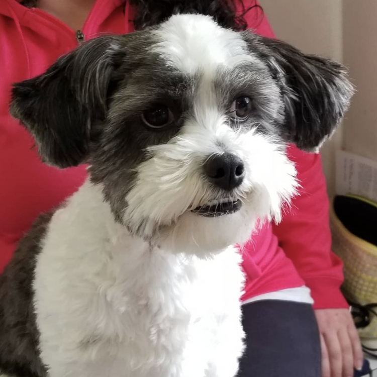 Connecticut Mobile Veterinary Services East Windsor, CT