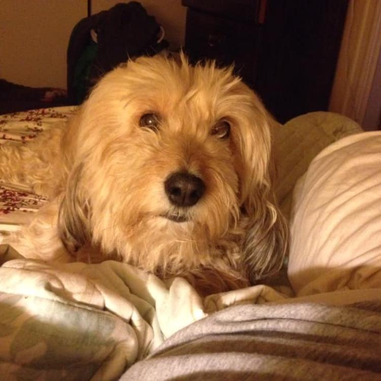 Happy Tails Animal Hospital Superior, WI