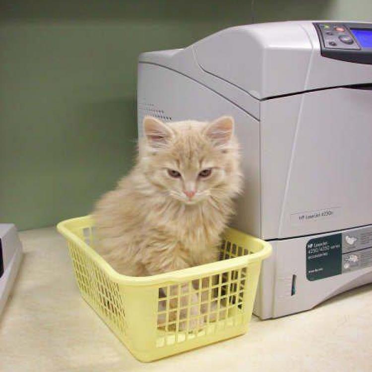 Wisconsin Valley Veterinary Service Sc Wausau Wi