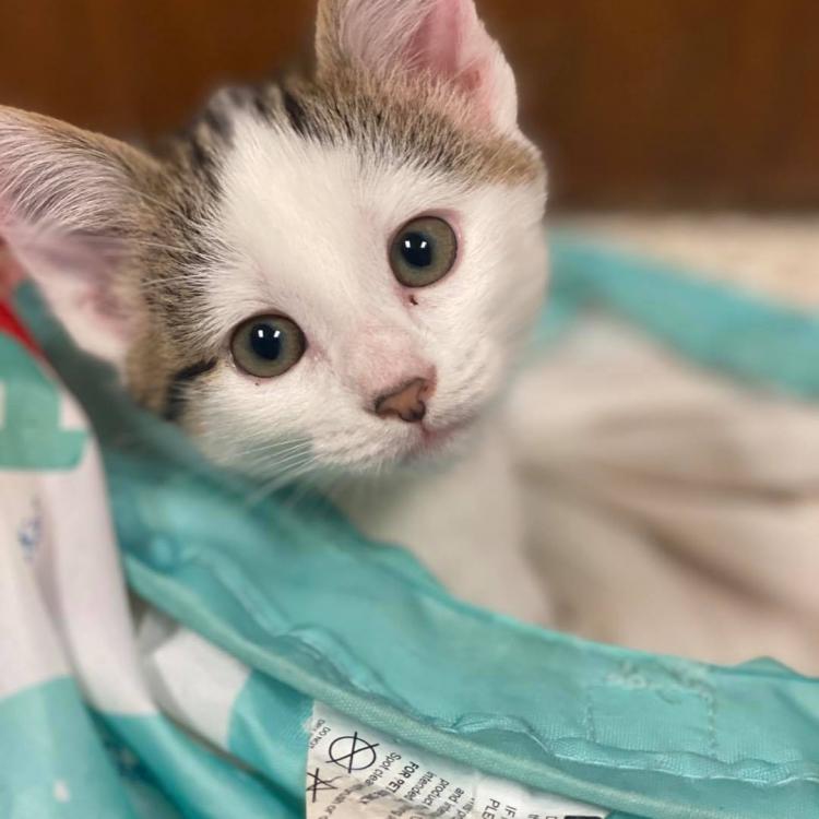 Wisconsin Valley Veterinary Service Sc Wausau Wi