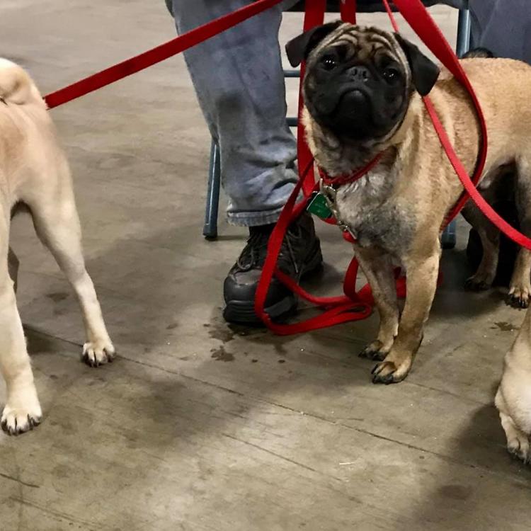 Wisconsin Valley Veterinary Service Sc Wausau Wi