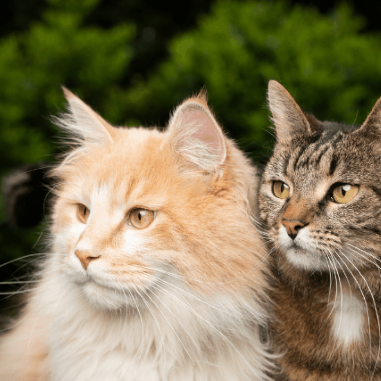 How to Spot the Personality Differences Between Male and Female Cats