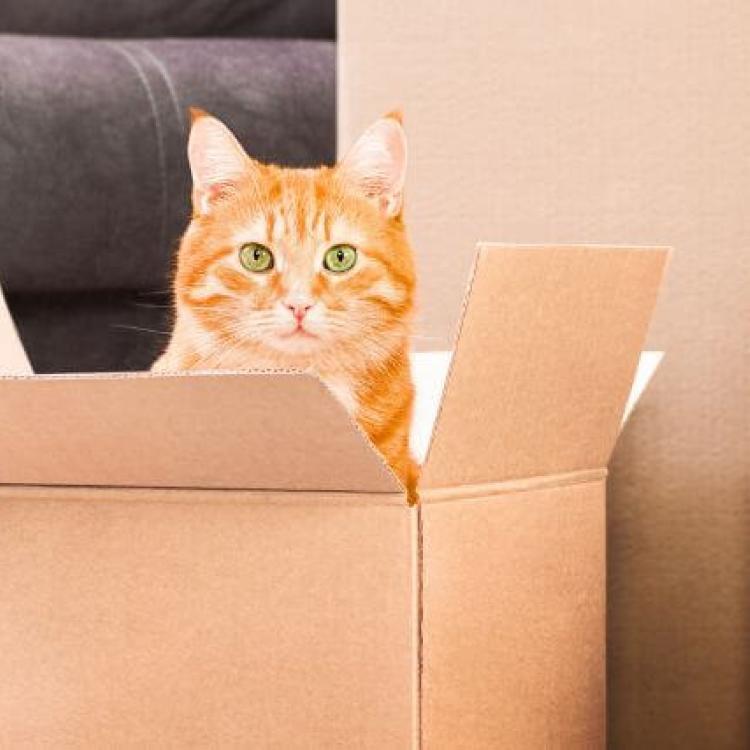 5 Tips for Ensuring a Seamless Move with Cats
