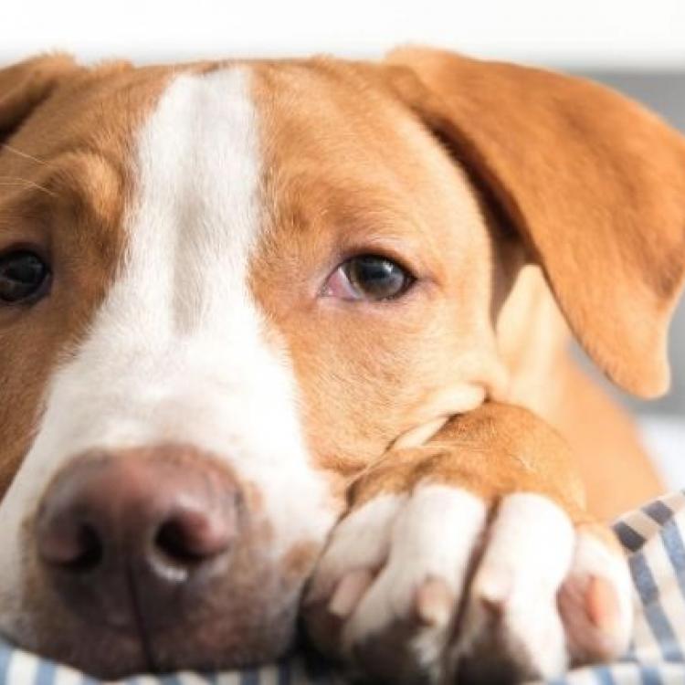 can parvo spread to other dogs