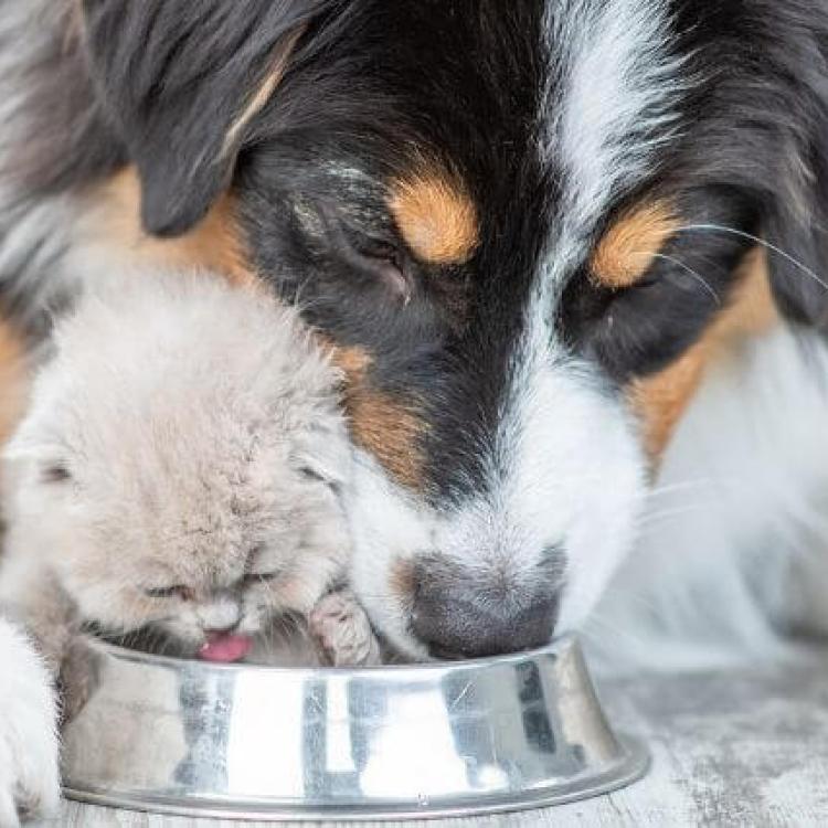 Pet Hydration Awareness Month: Keeping Your Furry Friends Hydrated