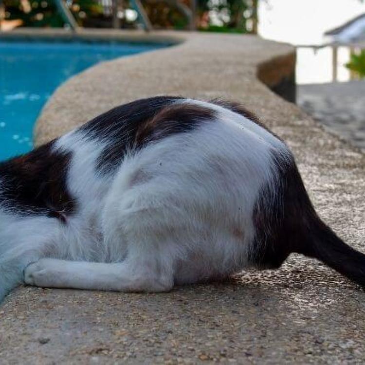 How to Prevent Dry Drowning In Pets