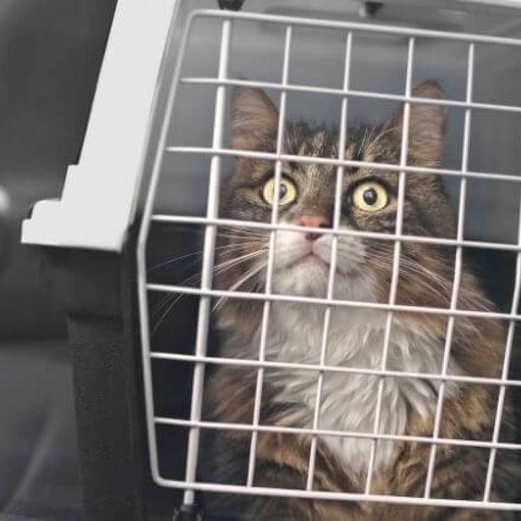 Image showcasing The Secret to Stress-Free Car Rides With Your Kitty Cat