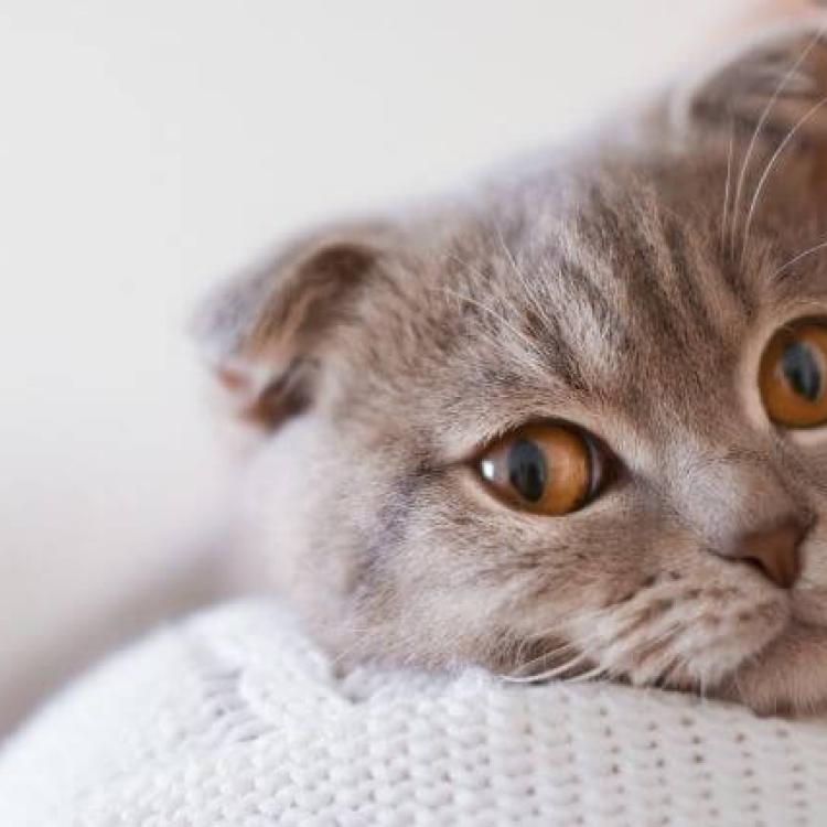 Image showcasing 7 Ways to Tell If Your Cat is in Pain - Some May Surprise You!