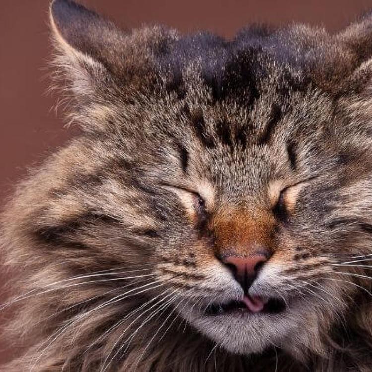 How to Know When to Take Your Sneezing Cat to the Vet