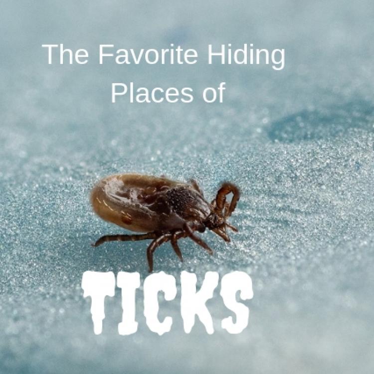 The Favorite Hiding Places of Ticks