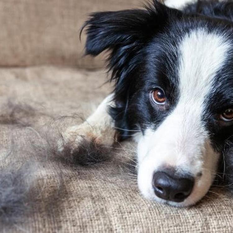 The Secret to Saving Your Sanity With a Shedding Dog