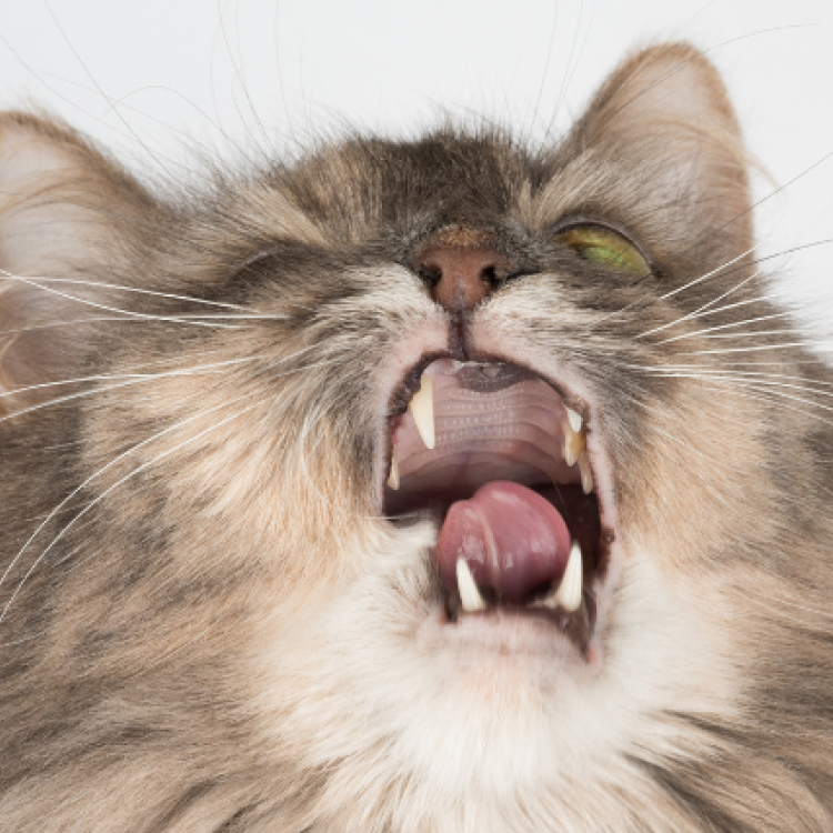 When to take a sneezing cat to the vet