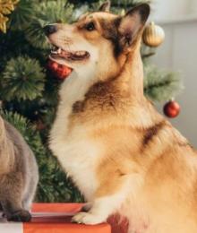 tips for getting news pets at the holidays