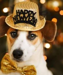 ways to keep your dog healthy this year