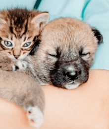 imported pets and the rabies risks
