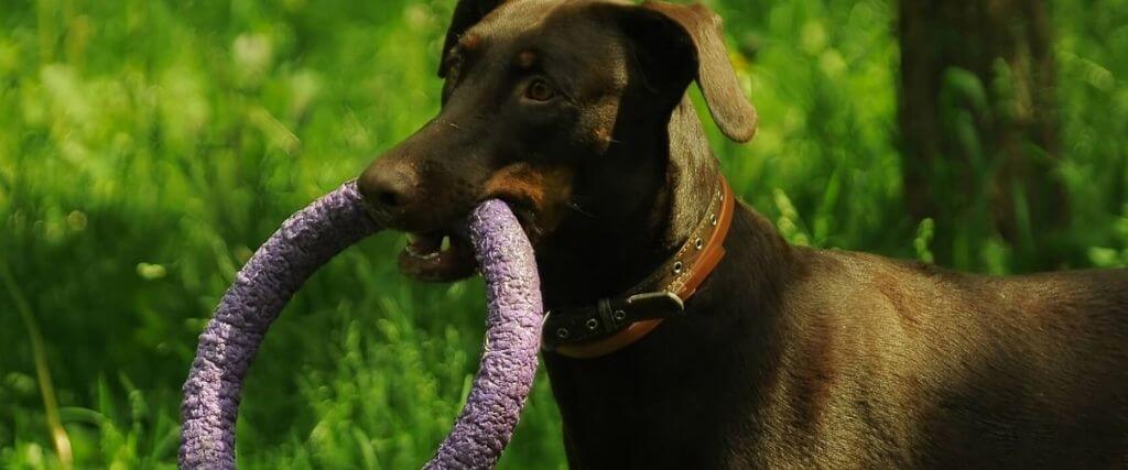 What Veterinarians Want You to Look For in a Chew Toy